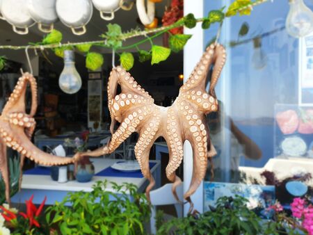 fresh raw octopus drying at a greek tavern - traditional greek mediterranean seafood - summer island Greeceの写真素材