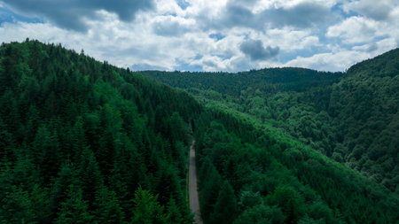Aerial view of the forest in the Carpathian mountains.の写真素材