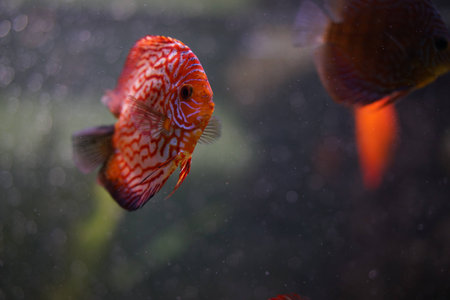 Discus fish in aquariumの写真素材