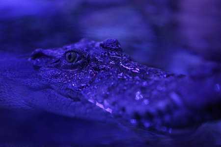 A close-up shot of a crocodile with reflection in the waterの写真素材
