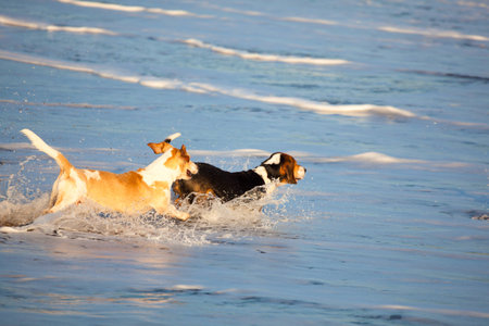 two basset hounds playing by the sea