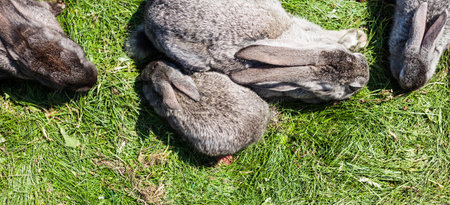 rarrits on a farmの写真素材