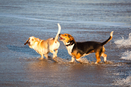 two basset hounds by seaの写真素材