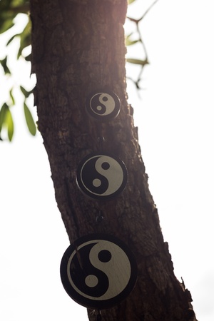 Yin   Yang on the treeの写真素材