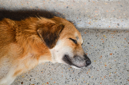 Dog sleep it a happyの写真素材