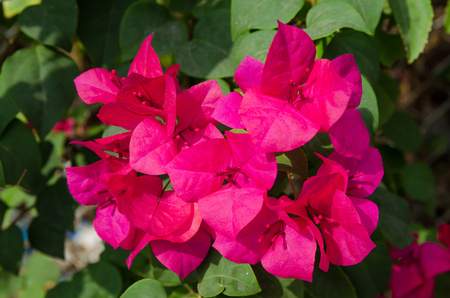 Flowers in forestの写真素材