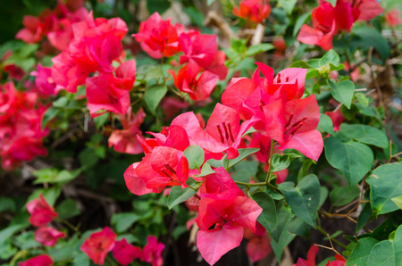 Red bougainvillea flowers in winter.の写真素材