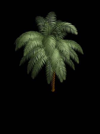 Palm tree in the darkの写真素材