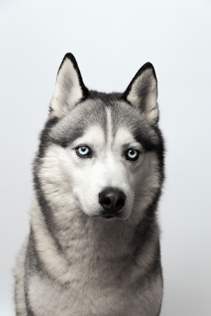 Adorable black and white with blue eyes Husky. Studio shot. on grey background. Focused on eyes.の写真素材