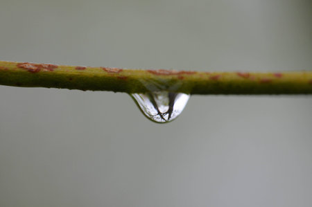 Waterdrop on a branchの写真素材