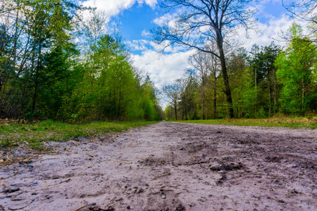 Forest path with nice cloudsの写真素材