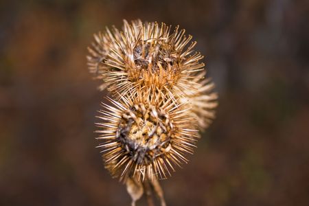 weed with hook needleの写真素材