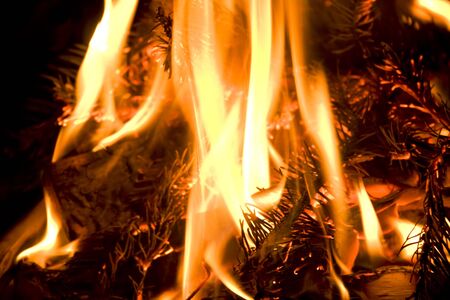 pine tree in fire 7