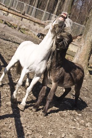 donkey and white pony 2の写真素材
