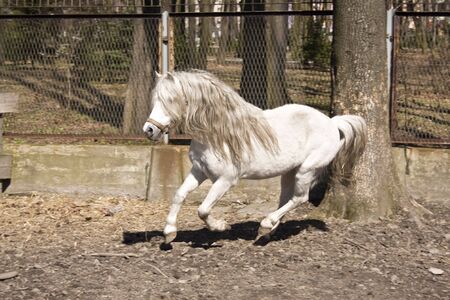 white horse runningの写真素材
