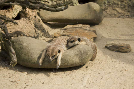 meerkats relaxing on rockの写真素材