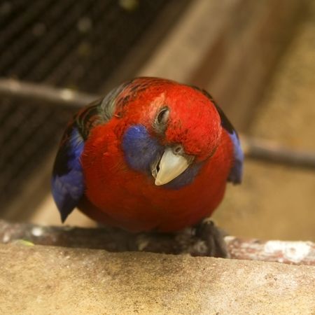 red parrot