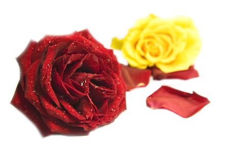 yellow and red rose compositionの写真素材