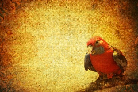abstract vintage background with parrot motiveの写真素材