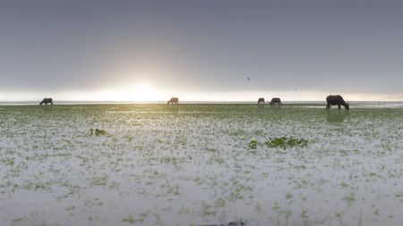 sunrise during fog and buffalo eating grassの写真素材