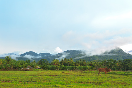 cow in field and farm in natural forestの写真素材