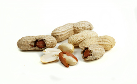 nutsの写真素材