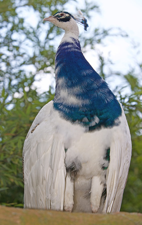 peacockのeditorial素材
