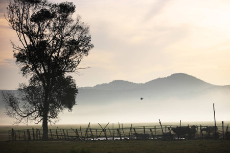 big tree and water buffalow stableの写真素材