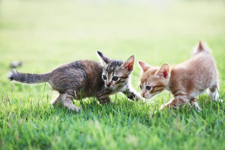 the two kittens try to start playing Outdoor  They survey and play together