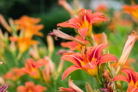 orange lilies among green grass in gardenの写真素材