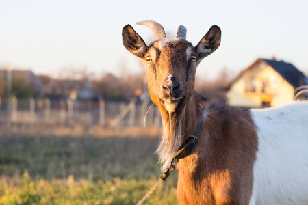 brown goat on the farm during sunsetの写真素材