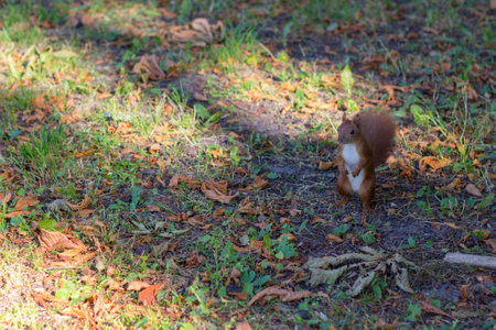 brown squirrel in sunny autumn parkの写真素材