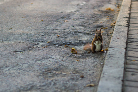 brown squirrel in sunny autumn parkの写真素材