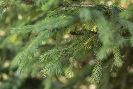 green spruce needles background texture