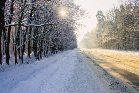 Lights in snowy winter forest landscapeの写真素材