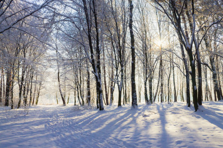 Lights in snowy winter forest landscapeの写真素材
