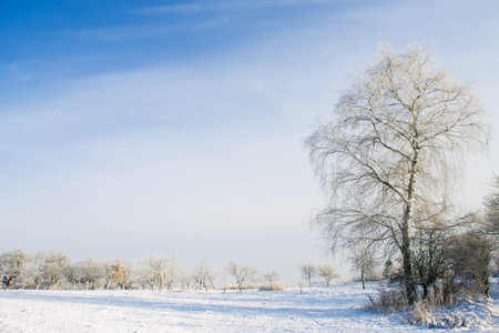 winter landscape of snowy tree in the fieldの写真素材