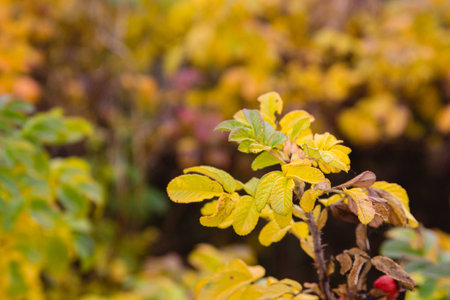 bright yellow leaves in autumn forestの写真素材