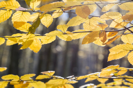 bright yellow leaves in october sunlight in autumn forest backgroundの写真素材