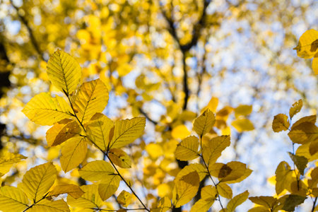 bright yellow leaves in october sunlight in autumn forest backgroundの写真素材