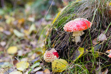 Poisonous red fly agaric in autumn forest