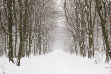 Beautiful snowfall in white forest before Christmas