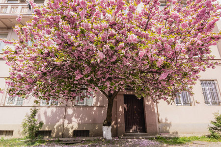 Pink sakura blossom on streets of town doring springtimeの写真素材