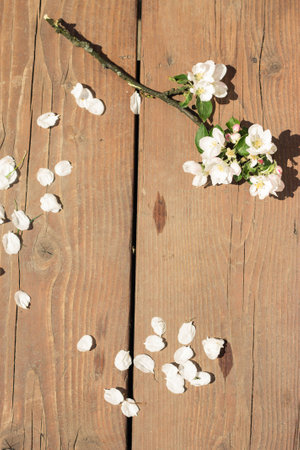 White apple blossom branch on wooden background in springの写真素材