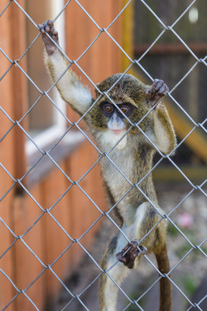Baby monkey behind bars in cage in zooの写真素材