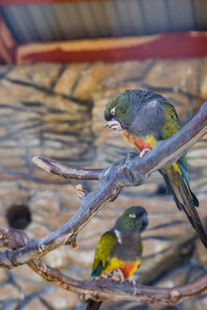 Colorful bright parrot in cage in zoo