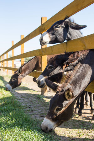 Donkeys behind wooden fence at farm eating grassの写真素材