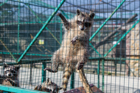 Raccoon hanging on green cage in zooの写真素材