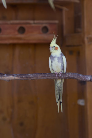 Colorful bright parrot in cage in zooの写真素材