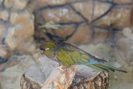 Colorful bright parrot in cage in zoo